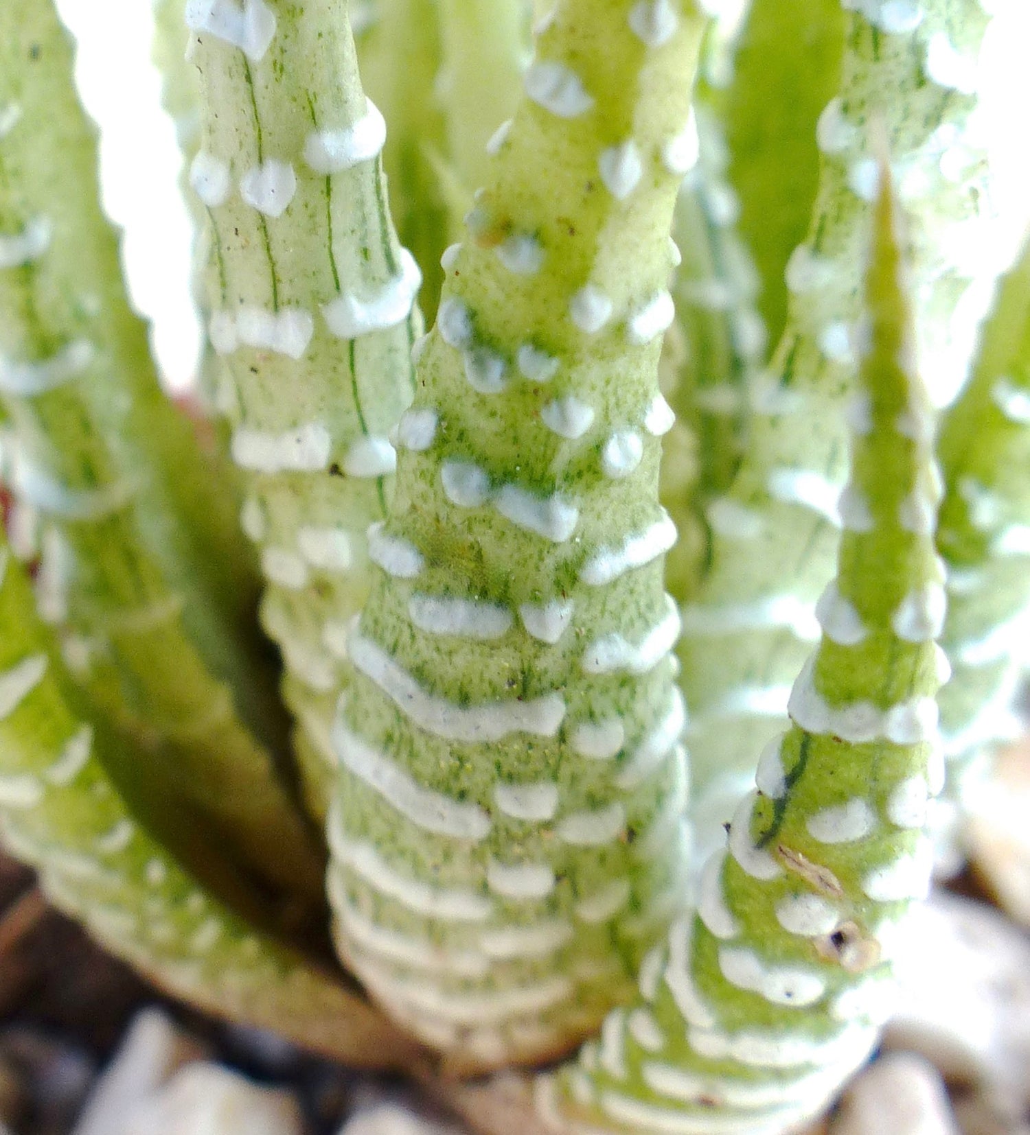 Haworthia fasciata succulent with thick green leaves and white raised stripes close-up