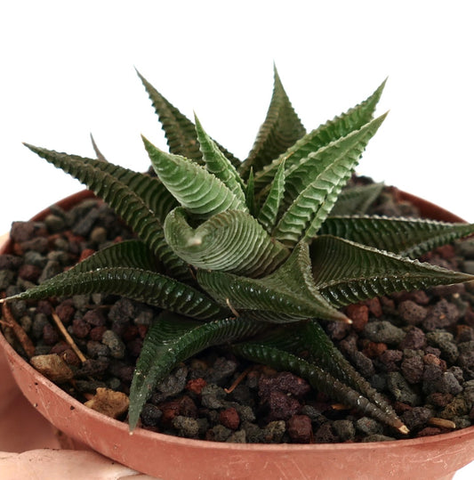 Haworthia limifolia 5cm