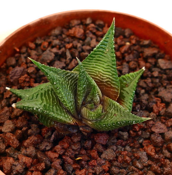ホワイトシア・リミフォリア | コレクションに最適な独特な質感の多肉植物