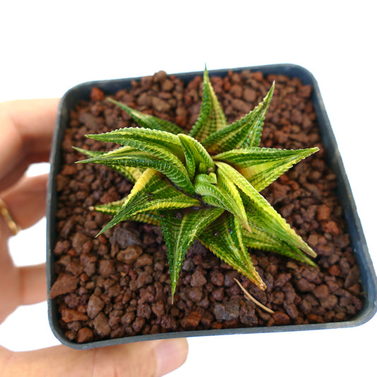 Haworthia limifolia succulent with textured, ridged green leaves and yellow variegation in pot