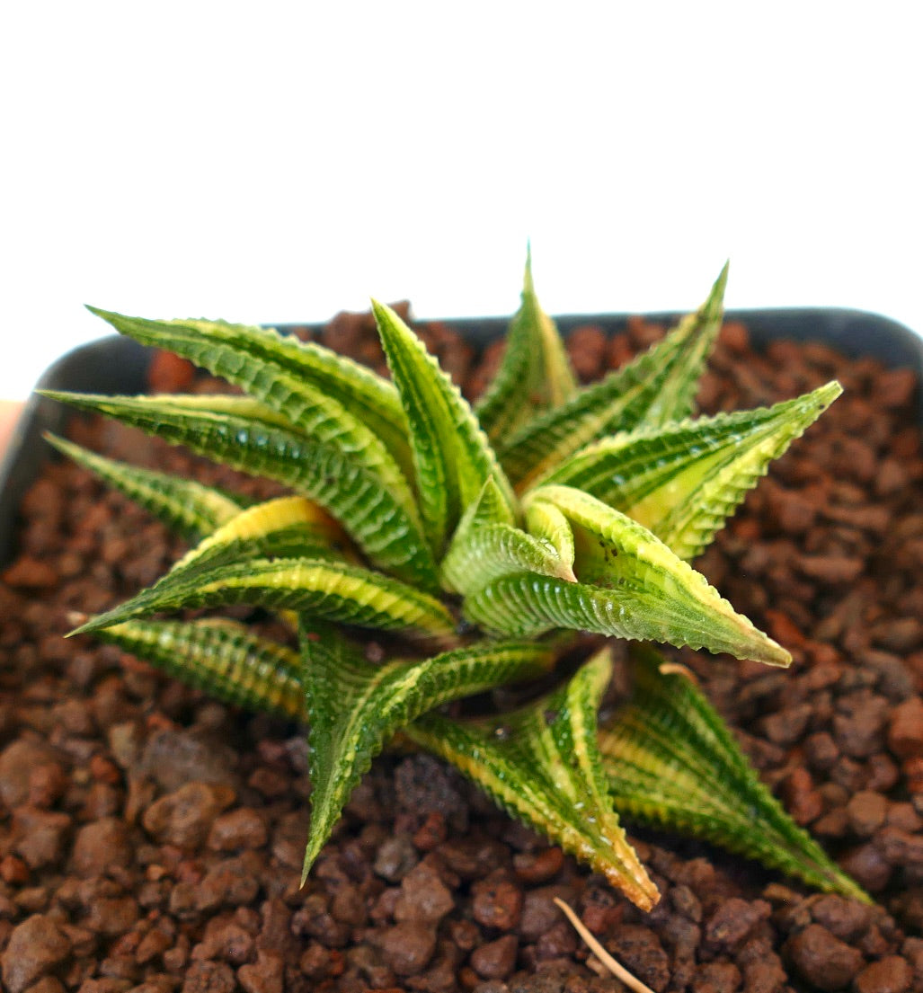 Succulenta Haworthia limifolia con foglie testurizzate e costolate e variegature gialle in terriccio per vasi