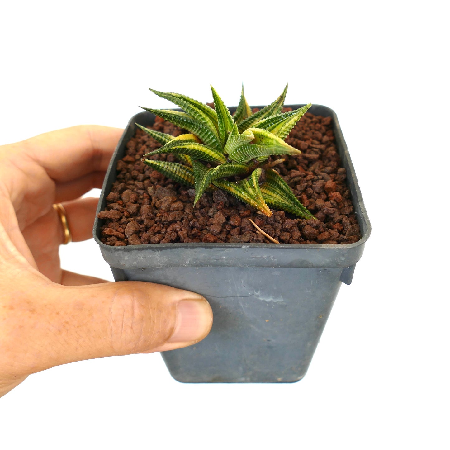 Haworthia limifolia piccola succulenta con foglie verdi testurizzate e variegature gialle in vaso