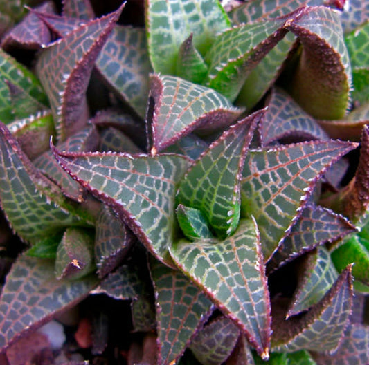 Haworthia venosa subs. tassellata 3cm