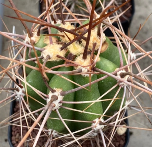 Helianthocereus escayachensis sjelden grønn kaktus med fremtredende lange brune pigger og ribbet struktur