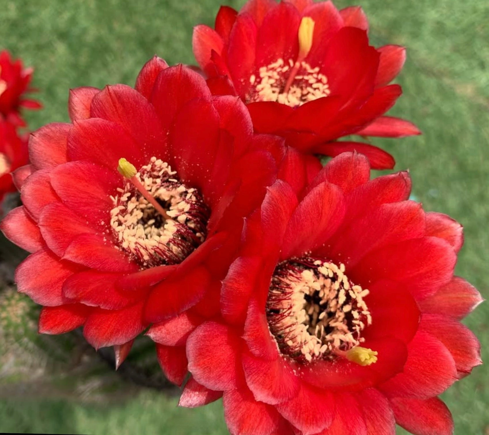 ヘリアントセレウス・ワスチャ 鮮やかな赤いサボテンの花、目立つ雄しべと緑の背景