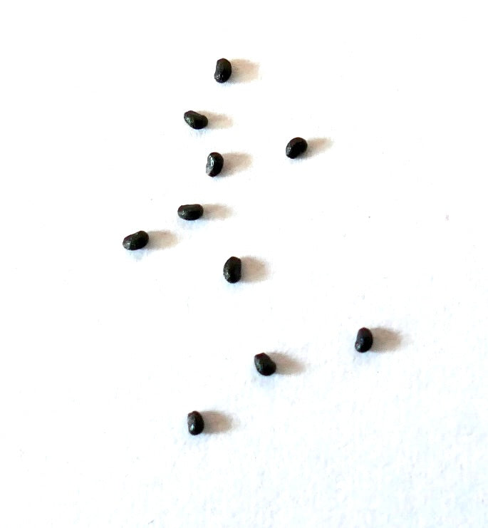 Helianthocereus narvaezensis kleine schwarze Kaktussamen auf weißem Hintergrund