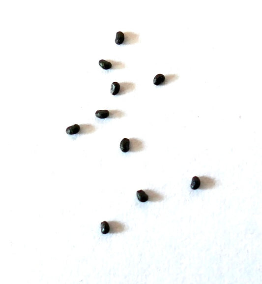 Helianthocereus narvaezensis kleine schwarze Kaktussamen auf weißem Hintergrund