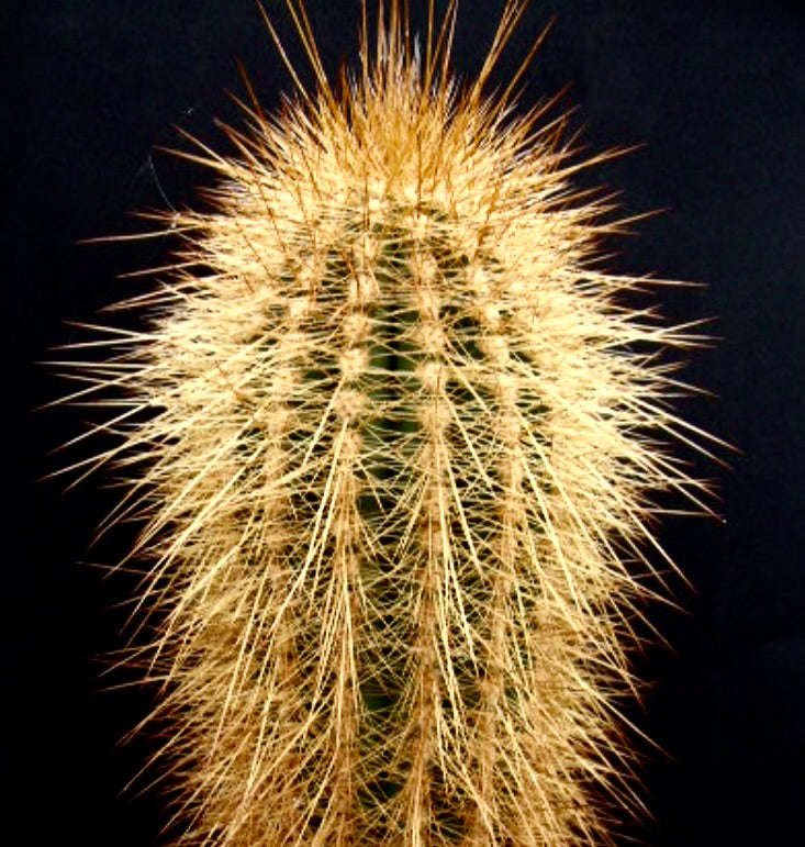 Helianthocereus poco-kaktus med tette gyldne pigger og ribbet grønn stilk mot svart bakgrunn