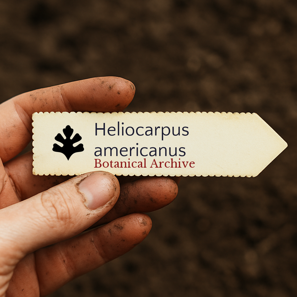 Etiqueta de planta impressa para Heliocarpus americanus segurada por mão suja sobre fundo de terra