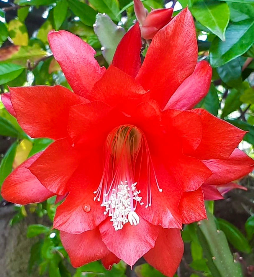 Heliocereus speciosus vibrant red cactus flower with delicate white stamens and green foliage background