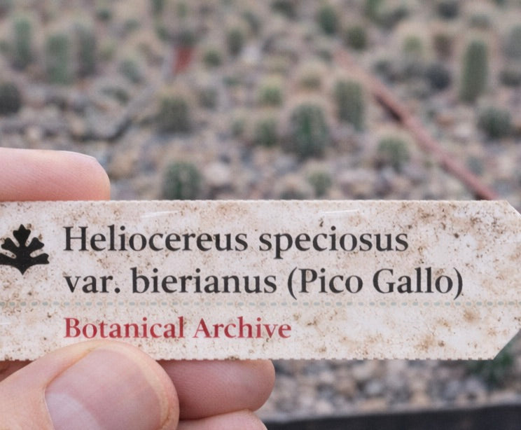 Gedrukt plantenlabel voor Heliocereus speciosus var. bierianus in kwekerijomgeving