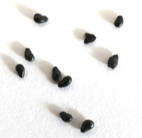 Heliocereus speciosus var. bierianus kleine zwarte cactuszaden op witte achtergrond