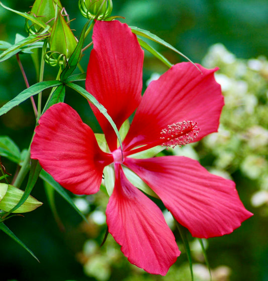 Hibiscus coccineus bright red large petals with prominent stamen and green foliage