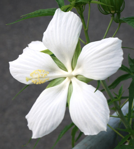 Hibiscus coccineus cv Marilyn Monroe ALBA large white delicate flower with green foliage