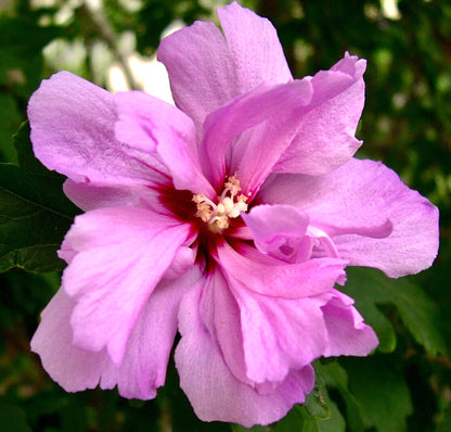 Hibiscus syriacus cv ARDENS 30-40cm