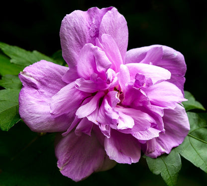 Hibiscus syriacus cv DUC DE BRABANT