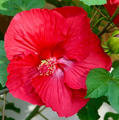 Hibiscus syriacus cv RED FERRARI 30-40cm