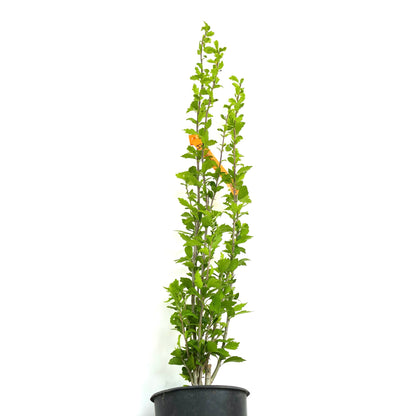 Hibiscus syriacus cv RED FERRARI 30-40cm