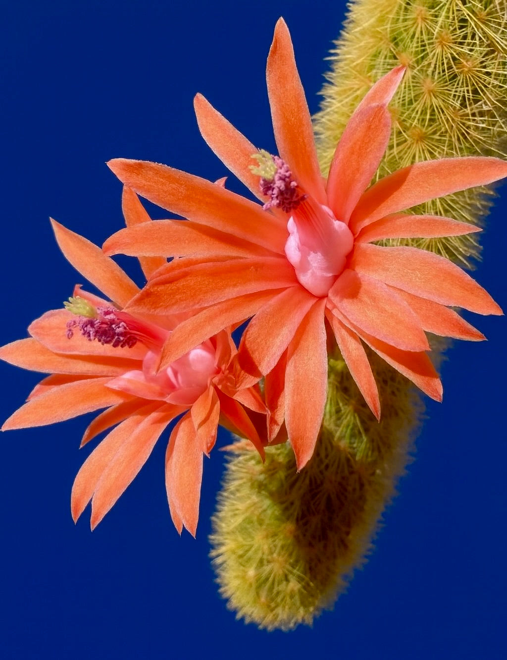 Hildewinteria aureispina cactus with vibrant orange flowers and fuzzy green stems against blue sky