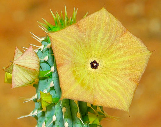 Hoodia gordonii SEEDS