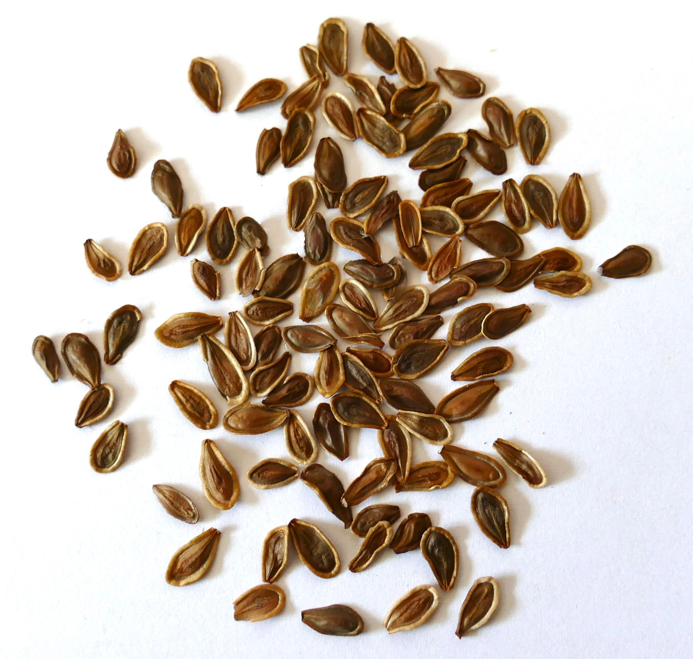 Sementes marrons alongadas de suculenta Hoodia gordonii espalhadas sobre fundo branco