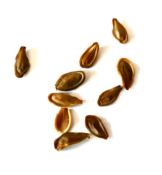 Hoodia gordonii SEEDS