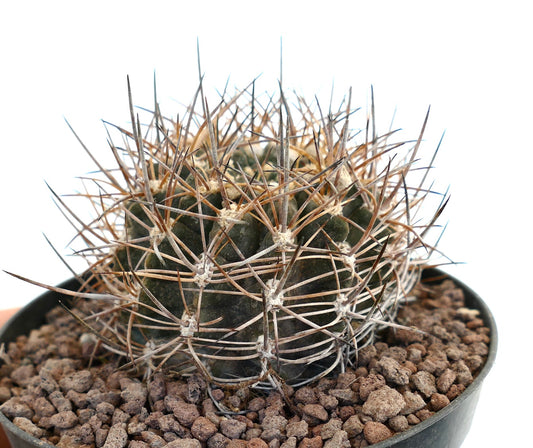 Horridocactus curvispinus small round cactus with dense curved brown spines in pot