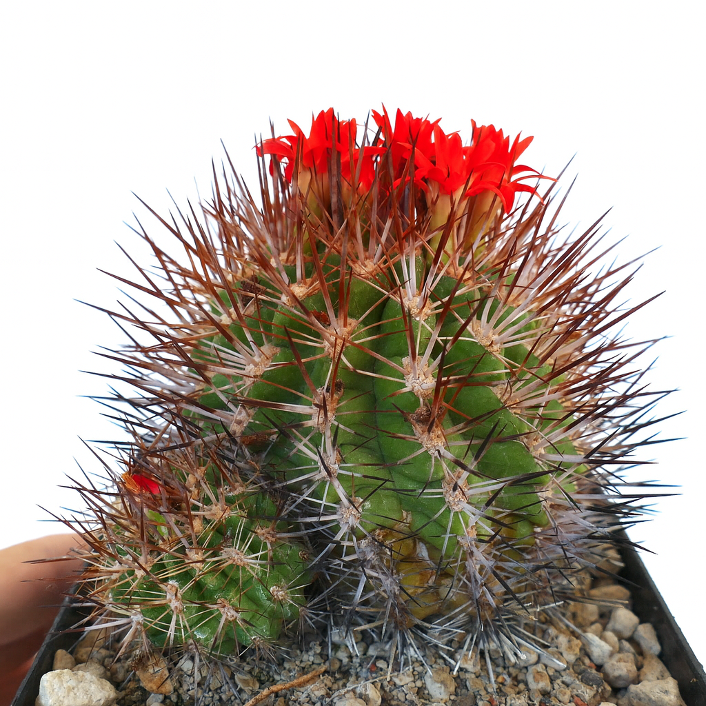 Horridocactus limariensis succulent cactus with dense brown spines and bright red flowers blooming