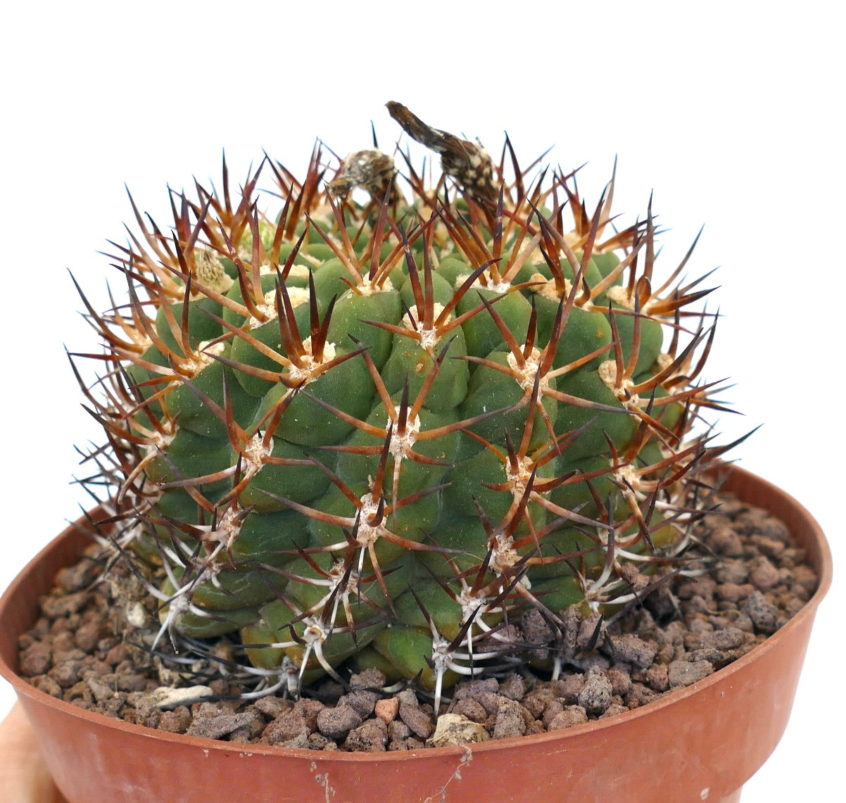 Horridocactus marksiana var. lissocarpa succulent cactus with dense brown and white spines in pot