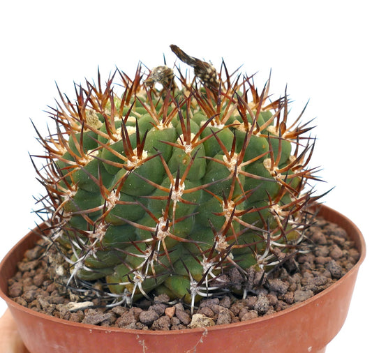 Horridocactus marksiana var. lissocarpa succulent cactus with dense brown and white spines in pot