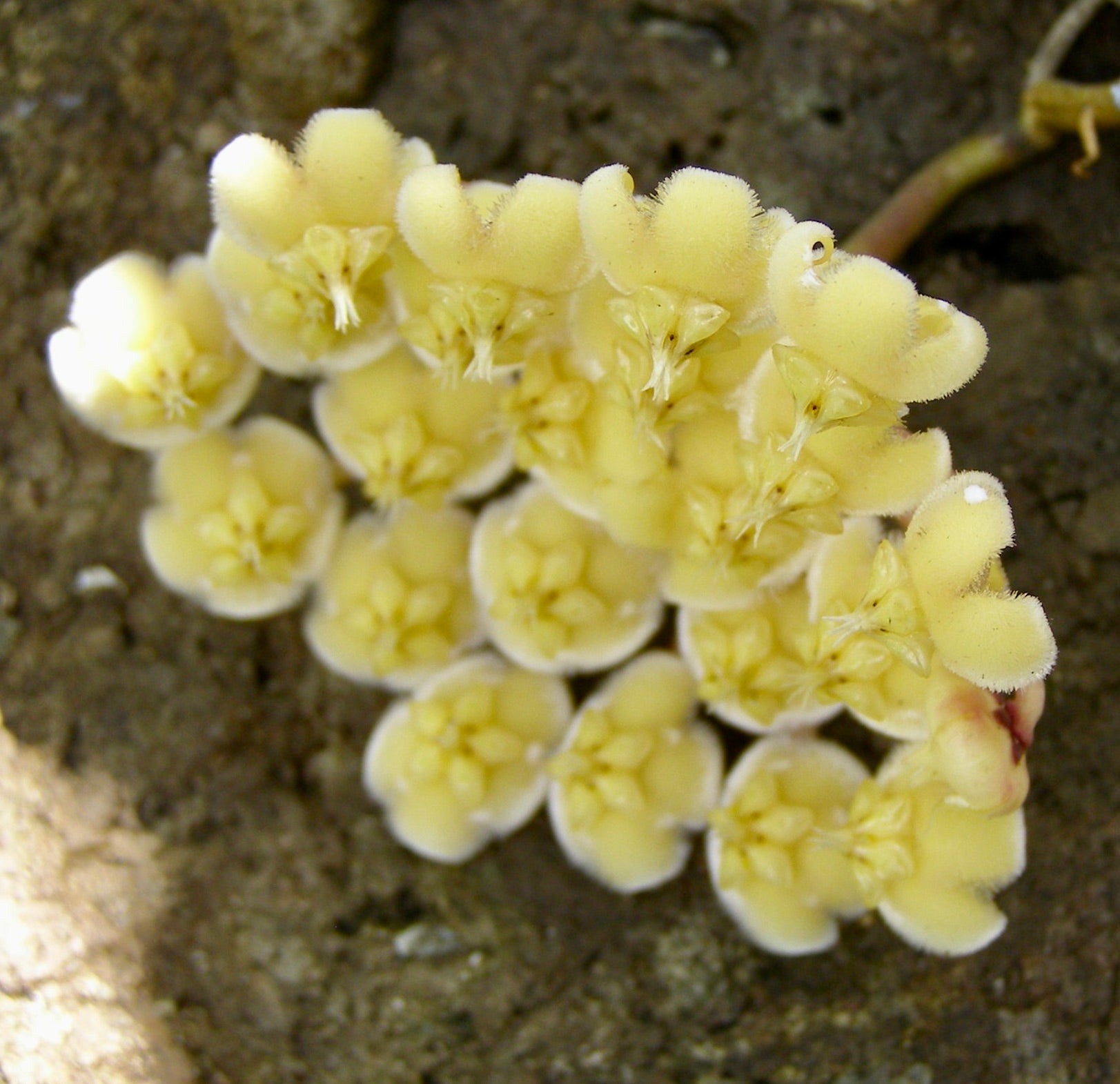 Hoya imbricata｜優雅なディスプレイに最適なユニークな植物
