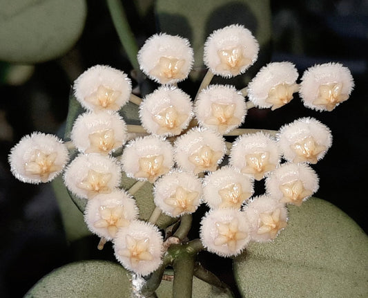 Hoya krohniana cluster of fuzzy white star-shaped flowers with pale centers
