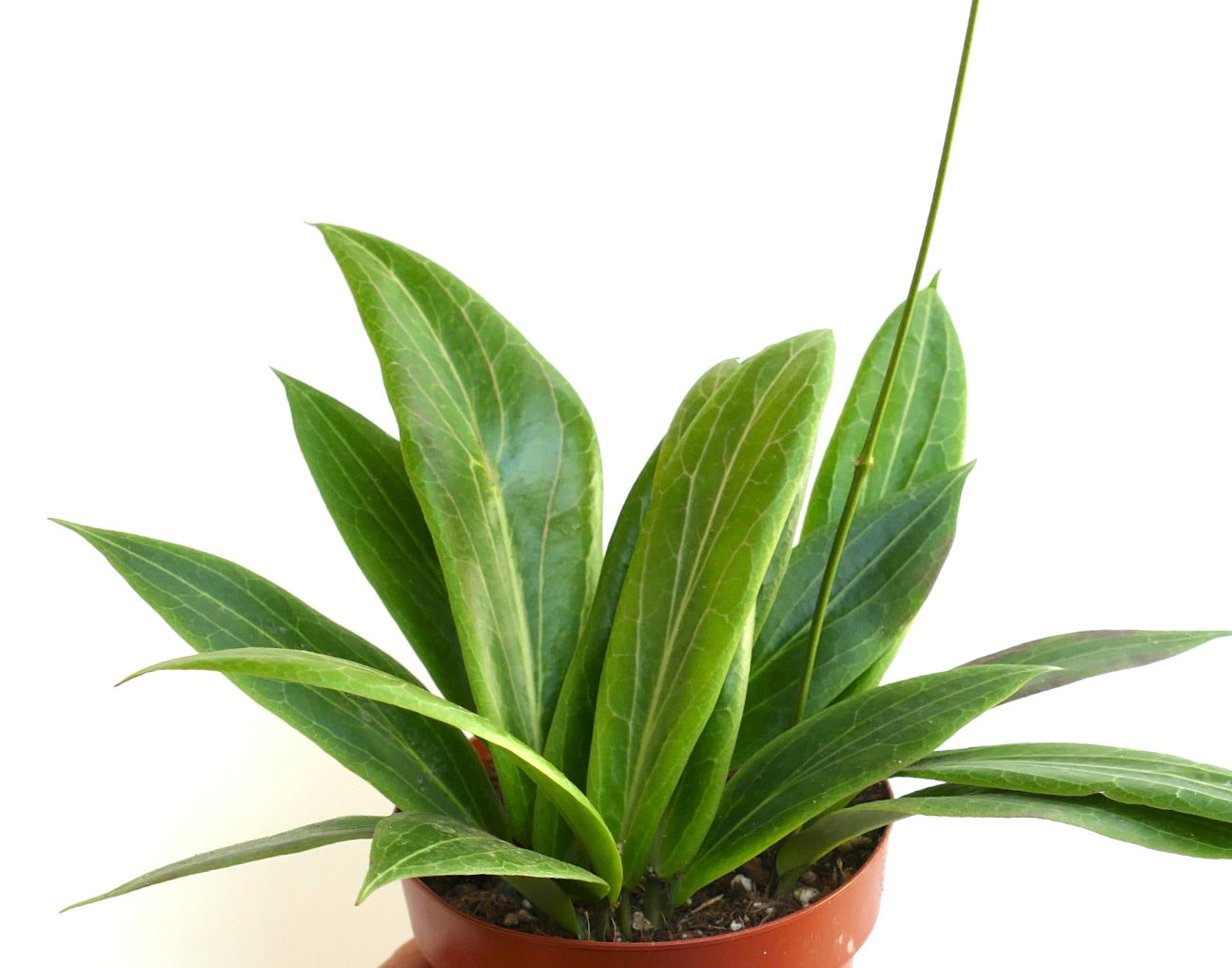 Hoya soligamiana met langwerpige groene bladeren en opvallende lichte aderen in een pot