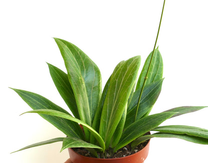 Hoya soligamiana met langwerpige groene bladeren en opvallende lichte aderen in een pot