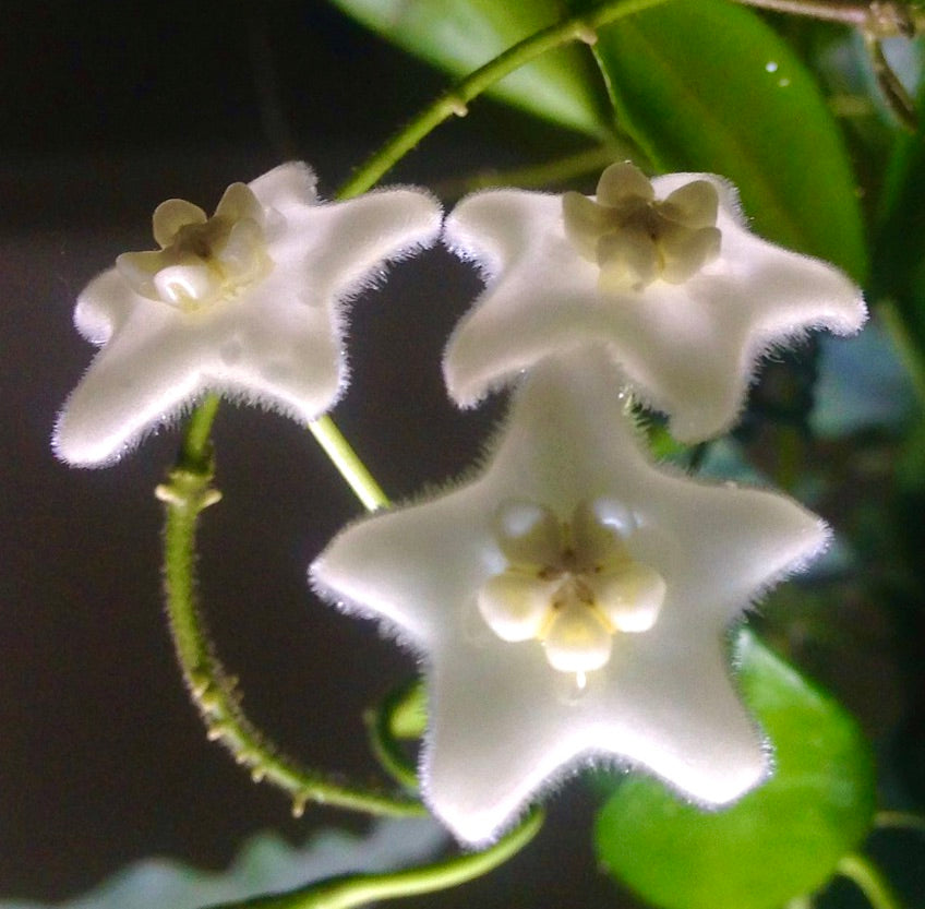 Hoya stoneana delicate white star-shaped fuzzy flowers with green foliage background
