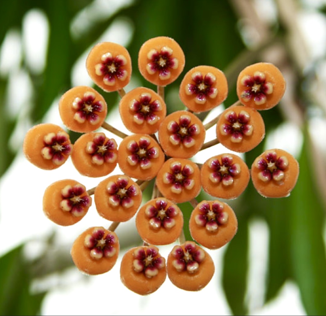 Hoya waymaniae cluster of small round orange flowers with red and cream centers