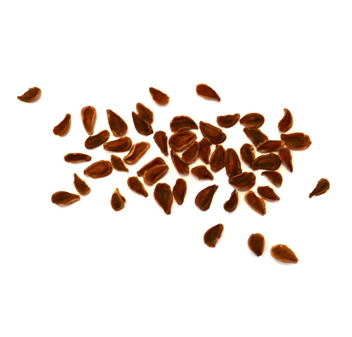 Semillas de suculenta marrón Huernia pillansii X Huernia pendula sobre fondo blanco