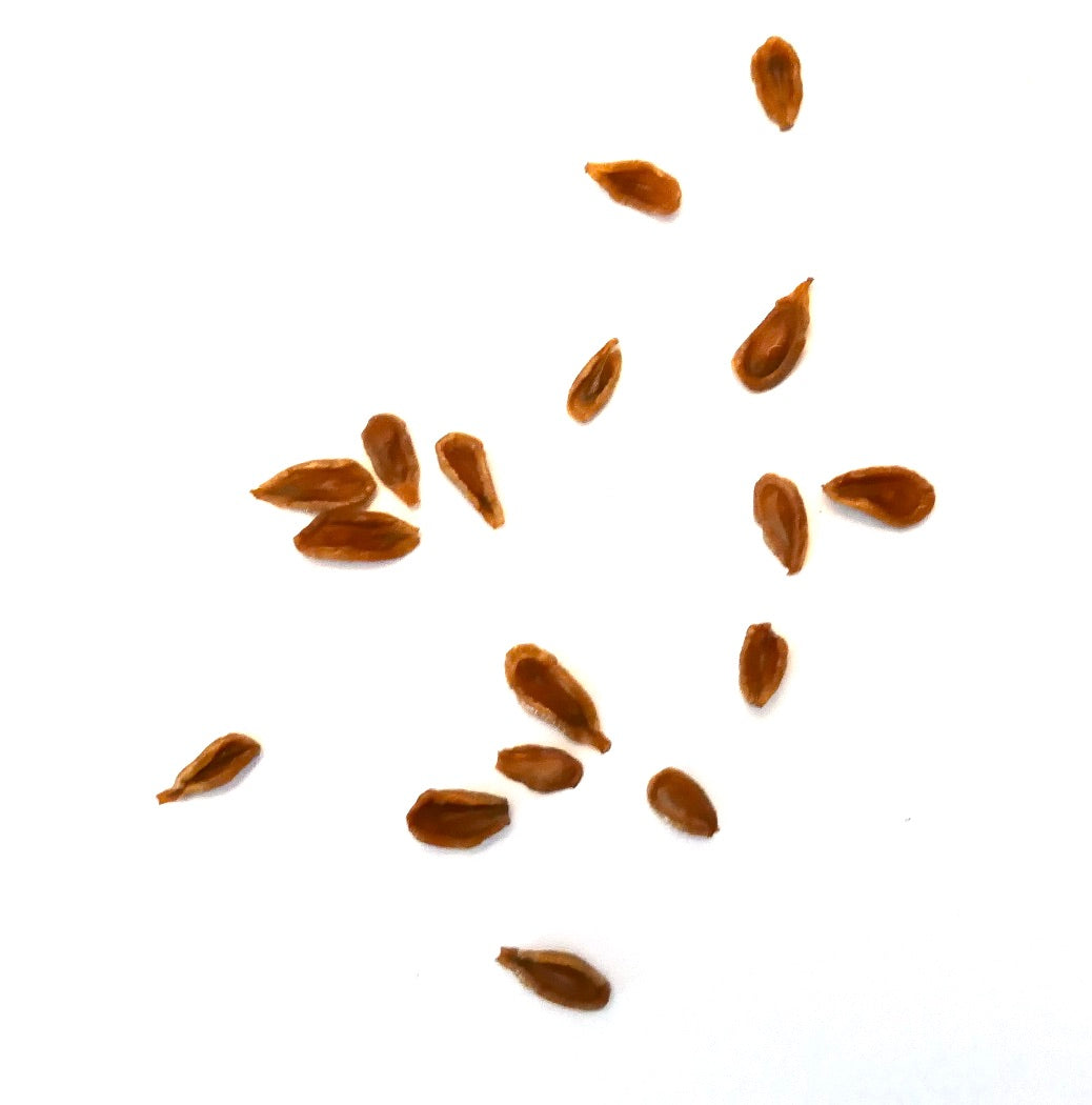 Huernia aspera succulent plant seeds scattered on white background