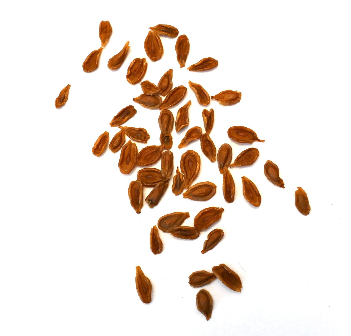 Semillas de planta suculenta marrón Huernia aspera esparcidas sobre fondo blanco