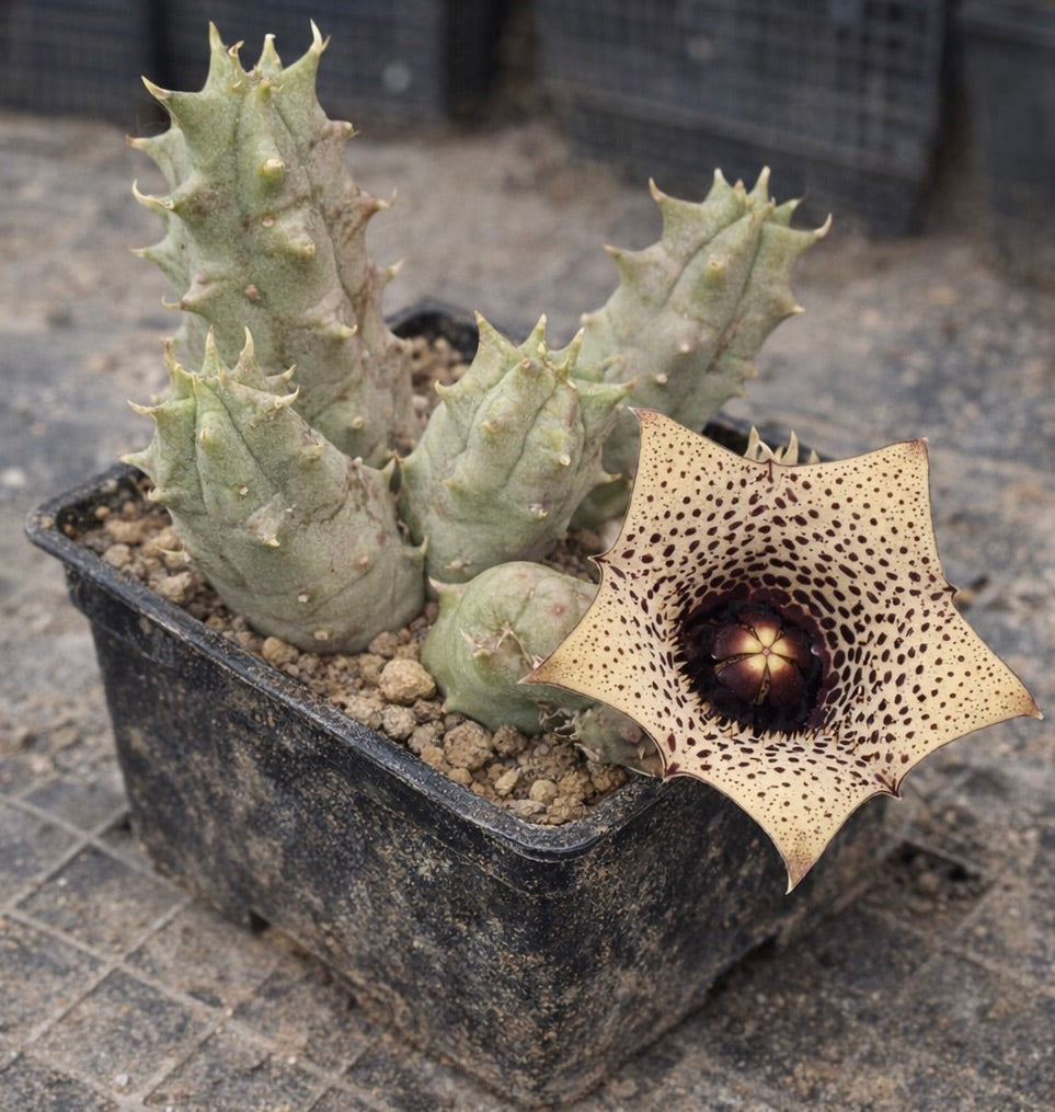 Huernia formosa sukkulent med stjerneformet, flekkete blomst i svart dyrkingspotte