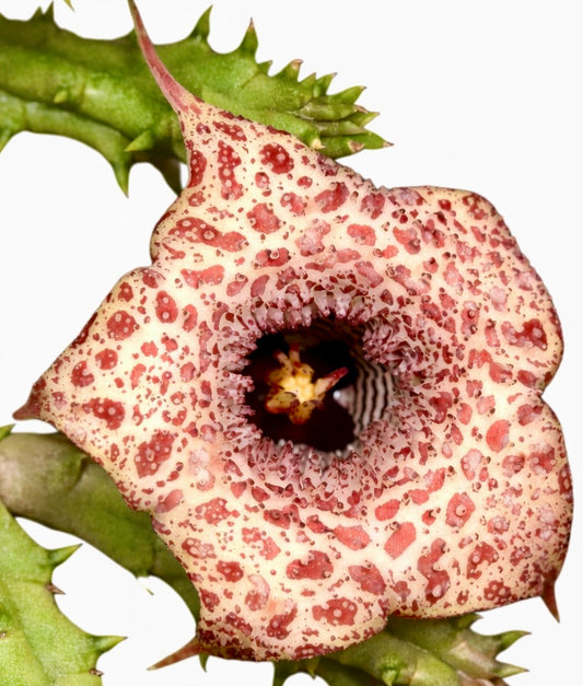 Huernia hislopii rare succulent flower with spotted cream and red pattern