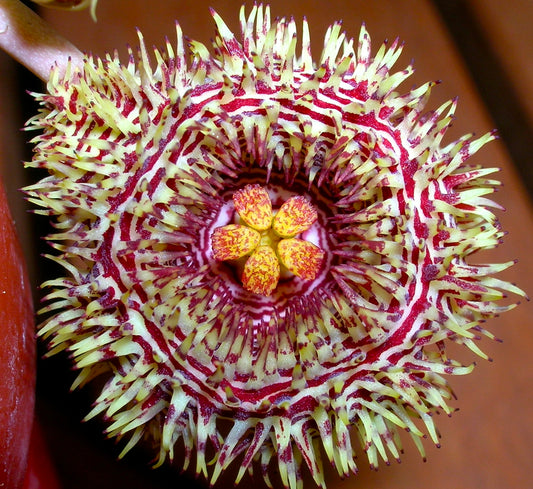 Huernia hystrix UNROOTED CUTTING