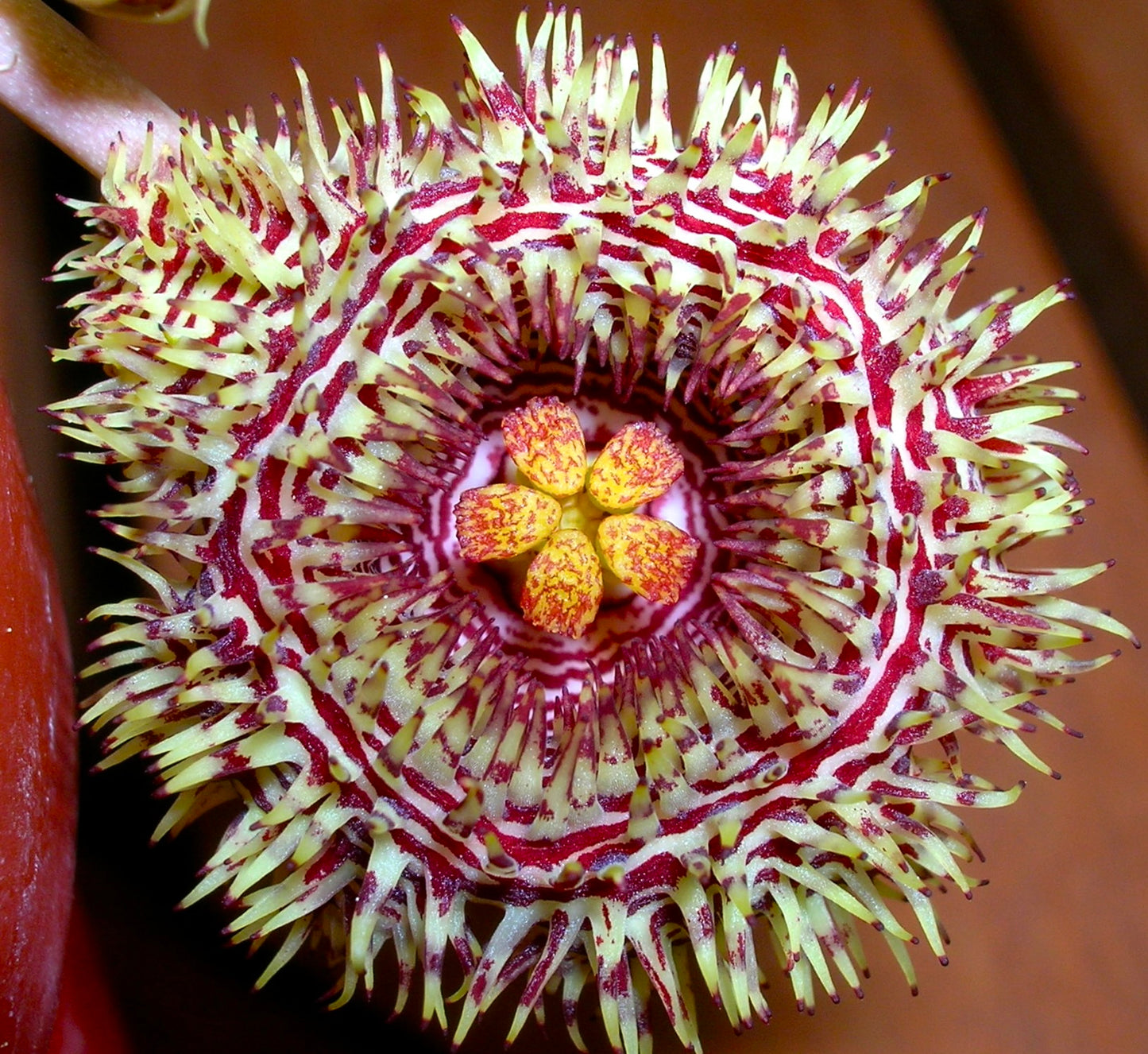 Huernia hystrix SEMI