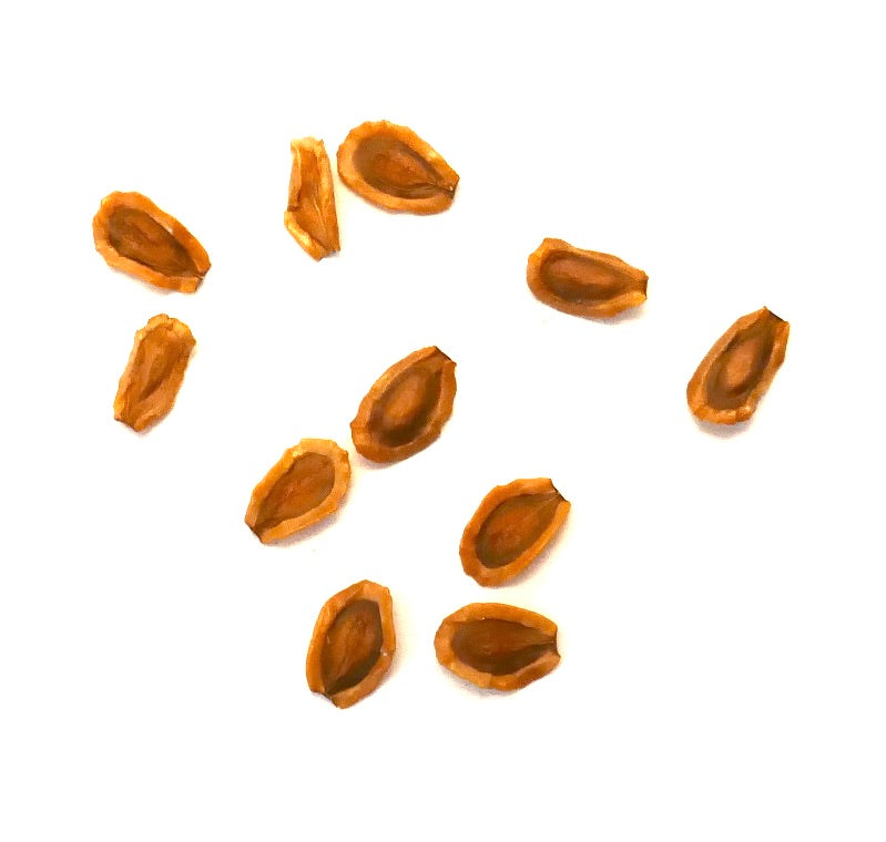 Huernia keniensis Sukkulentenpflanzensamen braun längliche Form auf weißem Hintergrund