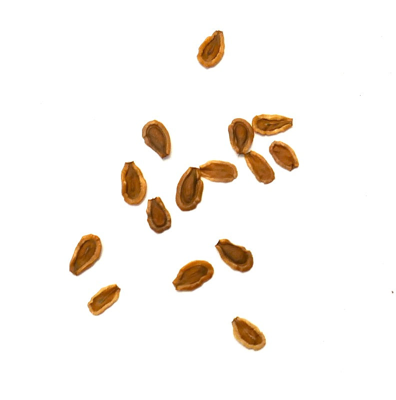 Semillas de planta suculenta Huernia keniensis var. globosa en primer plano sobre fondo blanco