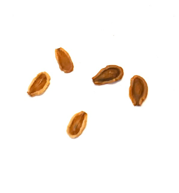 Semillas de planta suculenta Huernia keniensis var. globosa primer plano sobre fondo blanco