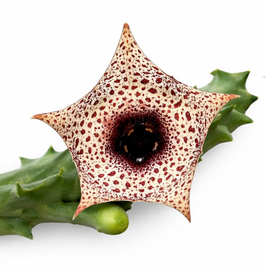 Huernia kirkii 'NAMIBIA' NA62 SEEDS