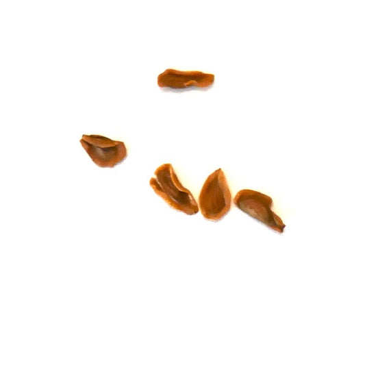 Huernia kirkii 'NAMIBIA' NA62 SEEDS