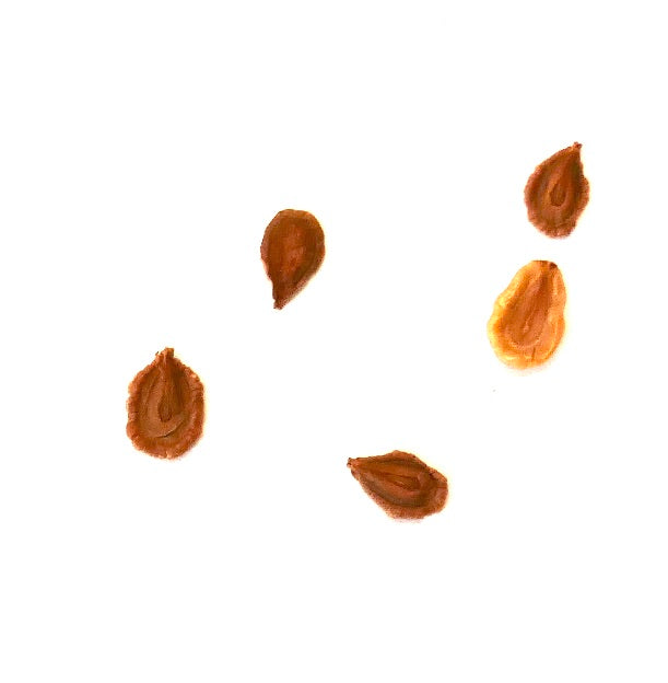 Semillas de planta suculenta Huernia loeseneriana primer plano sobre fondo blanco