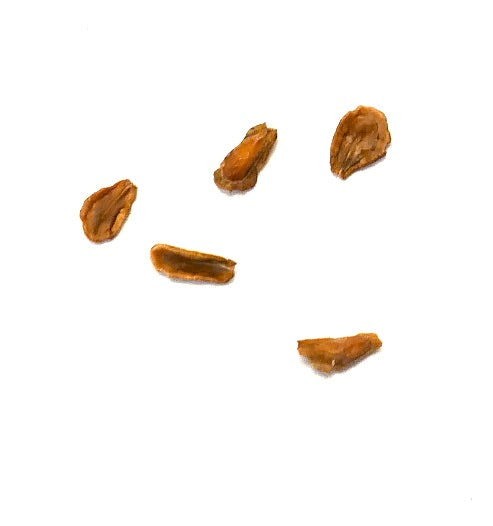 Semi di pianta succulenta Huernia loeseneriana, marroni, con texture e forme irregolari isolate